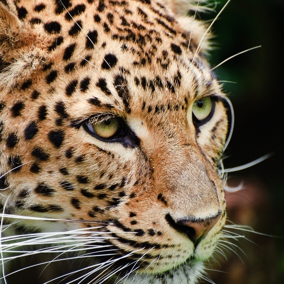 Meet your Posher, Denise - Picture 1 of 1